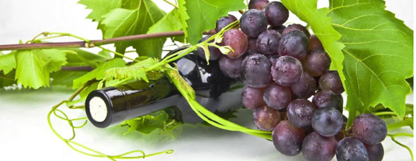 Agro oenologie de la vigne au vin