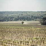 Vignes fertilisées par Frayssinet