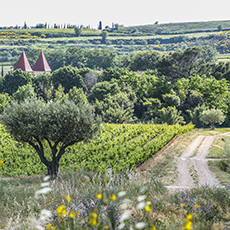 Vue du Moulin de Lène, domaine viticole Frayssinet à Magalas