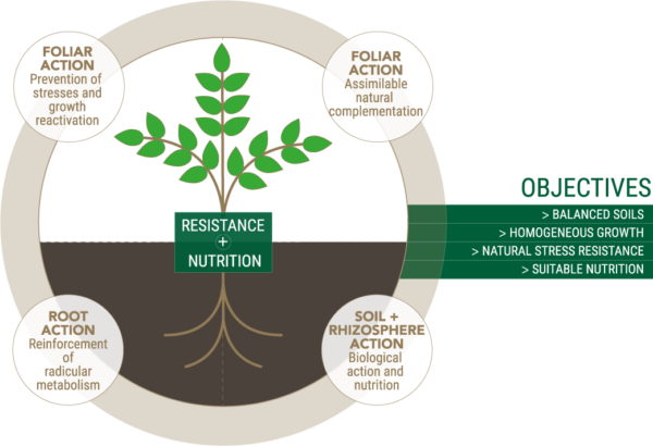 NSP - Trees, shrubs: optimizing development conditions