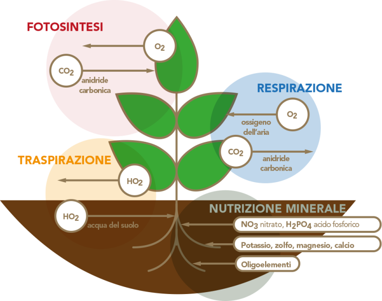 Schema de respiration de la plante