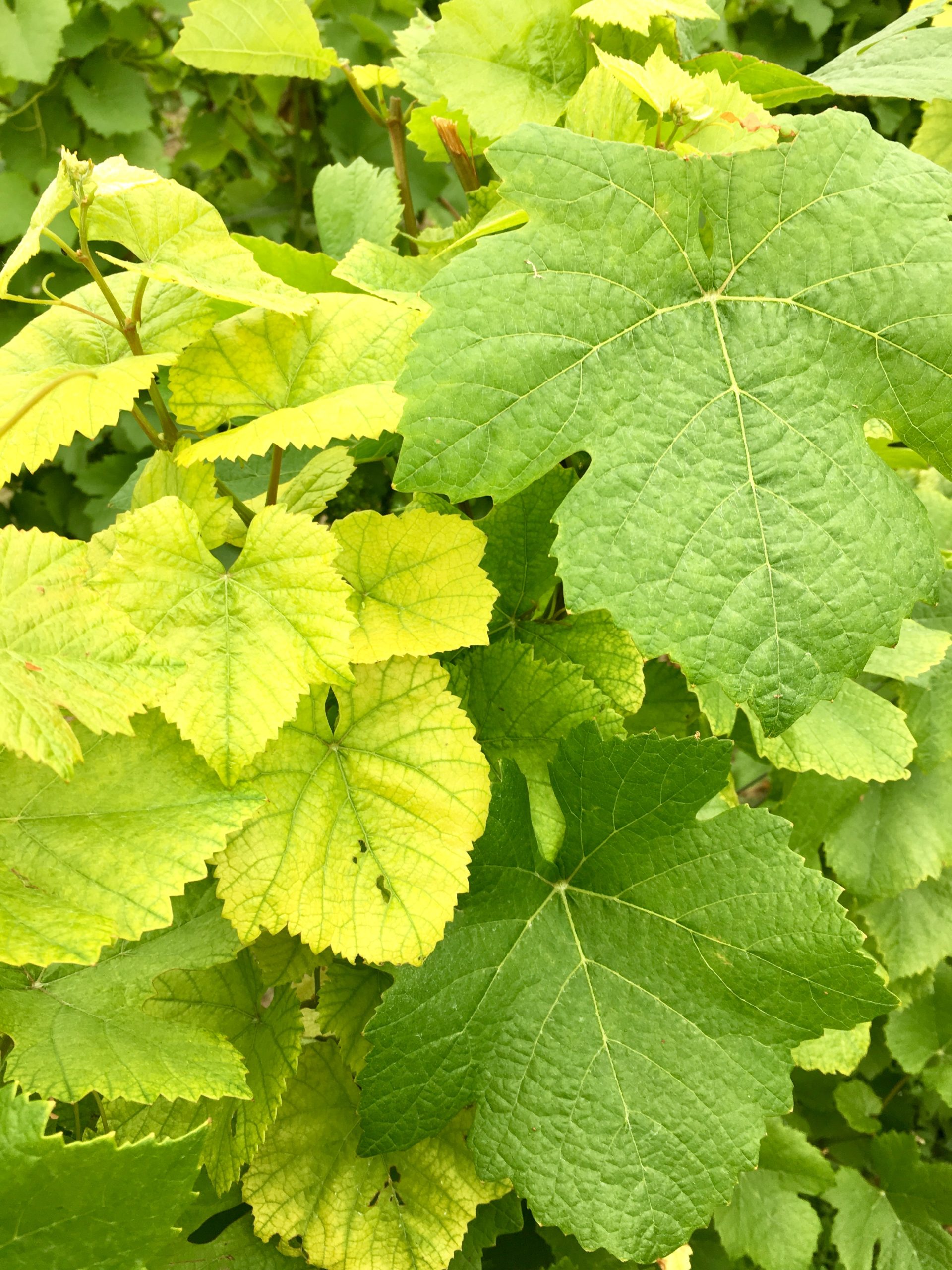 Photo rapprochée de feuilles de vignes atteintes de chlorose ferrique.