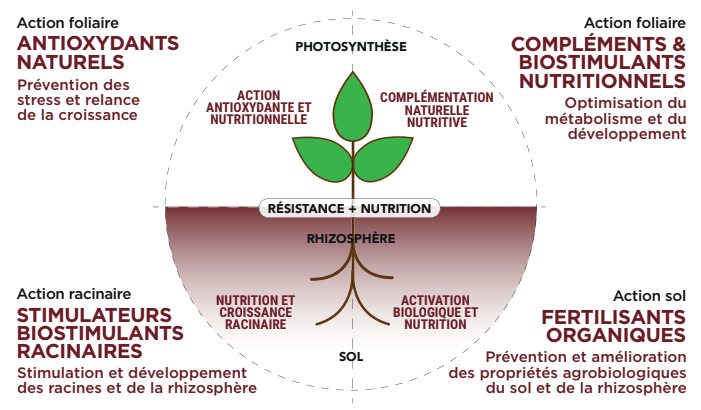 Schéma du Programme Nutrition et Stimulation mis au point par Frayssinet. Ce schéma présente les actions foliaires, l'action au niveau du sol et l'action racinaire. Il nous donne les clés pour lutter contre les stress climatiques de la vigne.