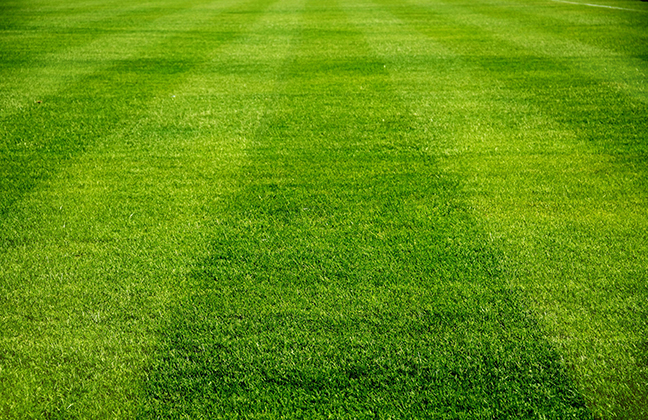 Photo d'une pelouse de stade