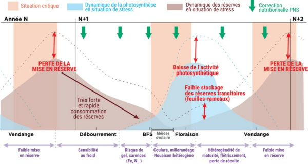 Cycle de la vigne en situation de stress