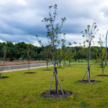 Plantar árboles y arbustos