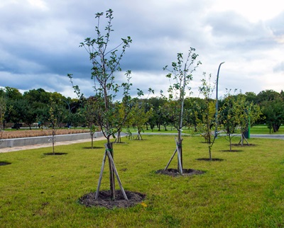 Collectivités & Paysagistes : nos solutions de fertilisation pour la plantation